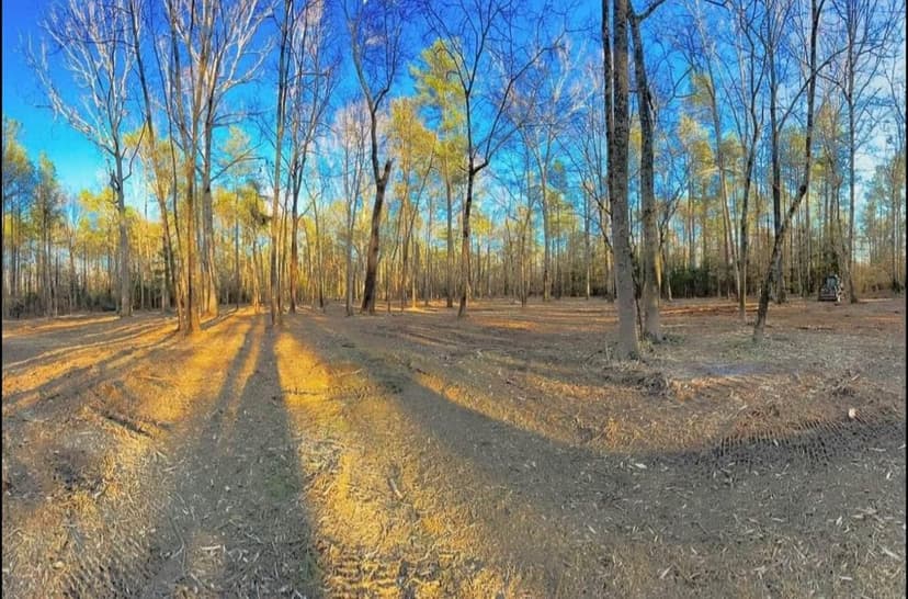 Sunlit forest scene with trees casting long shadows on the ground during golden hour.